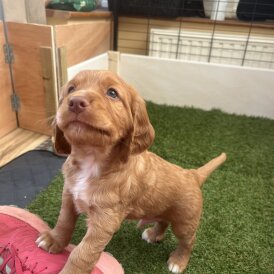 Cocker Spaniel (Working &amp; Show) - Dogs