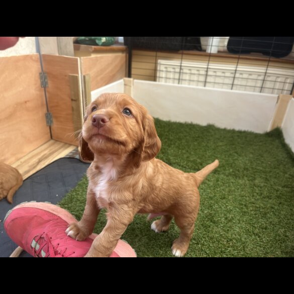 Cocker Spaniel (Working &amp; Show) - Both