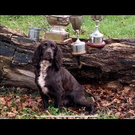 Cocker Spaniel (Working &amp; Show) - Both