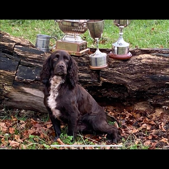 Cocker Spaniel (Working &amp; Show) - Both