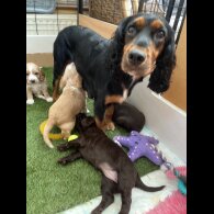 Cocker Spaniel (Working &amp; Show) - Both