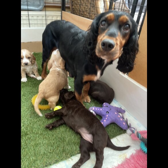 Cocker Spaniel (Working &amp; Show) - Both