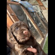 Cocker Spaniel (Working &amp; Show) - Both