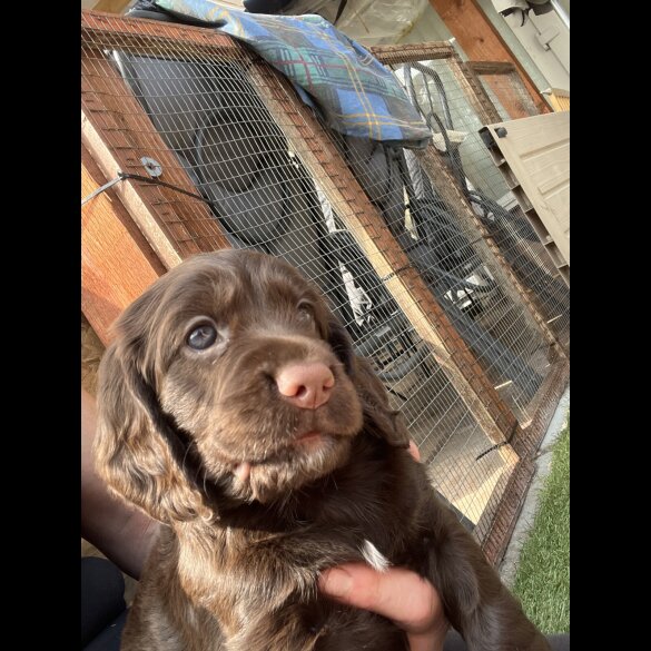 Cocker Spaniel (Working &amp; Show) - Both