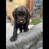 Cocker Spaniel (Working &amp; Show) - Both