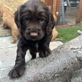 Cocker Spaniel (Working &amp; Show) - Both
