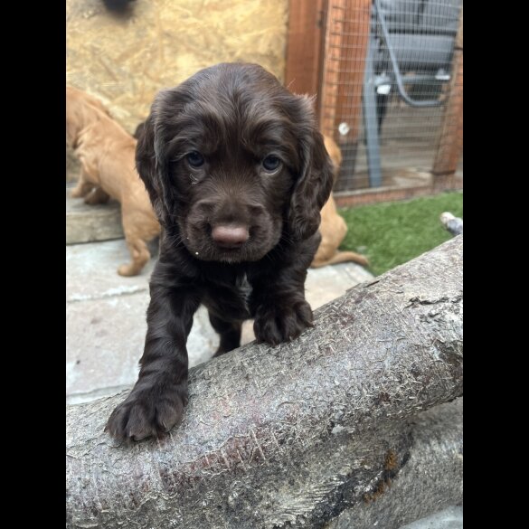 Cocker Spaniel (Working &amp; Show) - Both