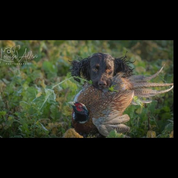 Cocker Spaniel (Working &amp; Show) - Both
