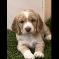 Cocker Spaniel (Working &amp; Show) - Both