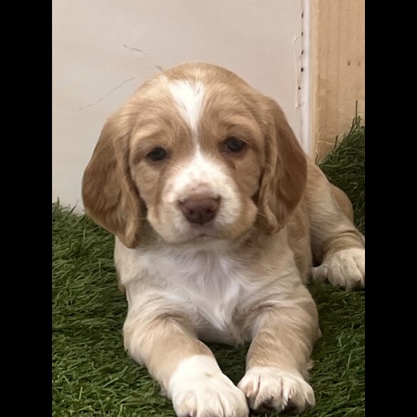 Cocker Spaniel (Working &amp; Show) - Both