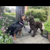 Cocker Spaniel (Working &amp; Show) - Both