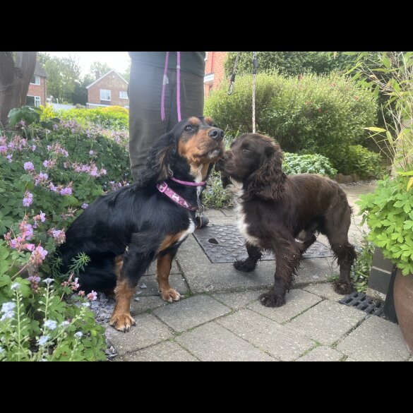 Cocker Spaniel (Working &amp; Show) - Both