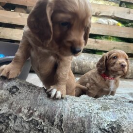 Cocker Spaniel (Working &amp; Show) - Both
