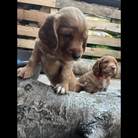 Cocker Spaniel (Working &amp; Show) - Both
