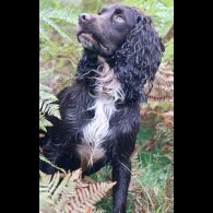 Cocker Spaniel (Working &amp; Show) - Both