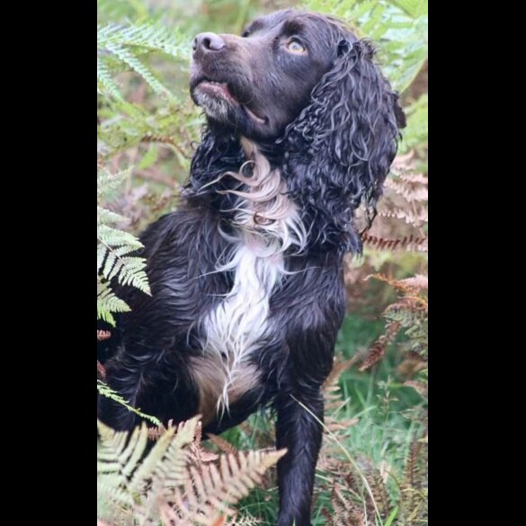 Cocker Spaniel (Working &amp; Show) - Both