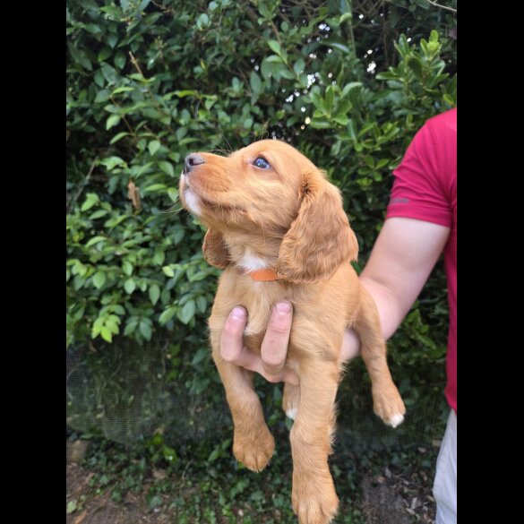 Cocker Spaniel (Working &amp; Show) - Both