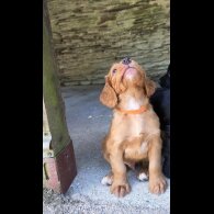 Cocker Spaniel (Working &amp; Show) - Both