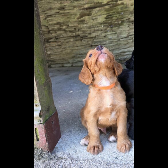 Cocker Spaniel (Working &amp; Show) - Both