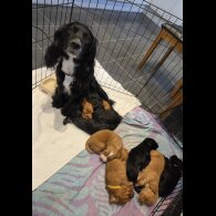 Cocker Spaniel (Working &amp; Show) - Both