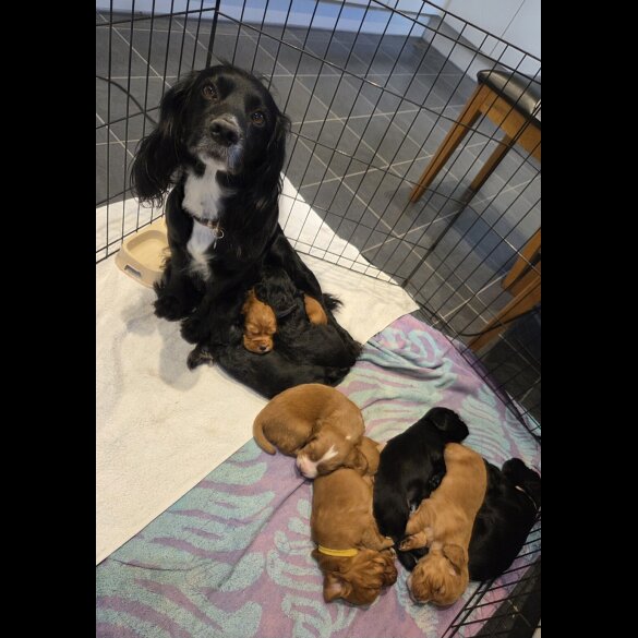Cocker Spaniel (Working &amp; Show) - Both
