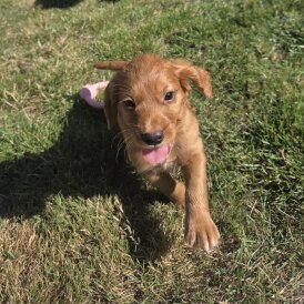 Cocker Spaniel (Working &amp; Show) - Both
