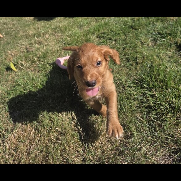 Cocker Spaniel (Working &amp; Show) - Both