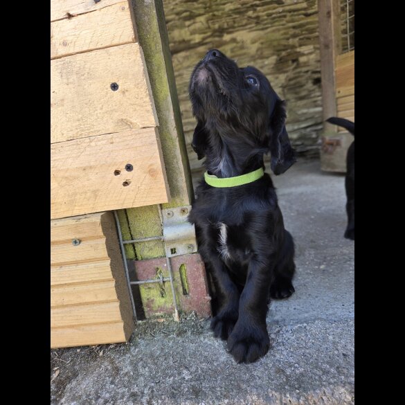 Cocker Spaniel (Working &amp; Show) - Both