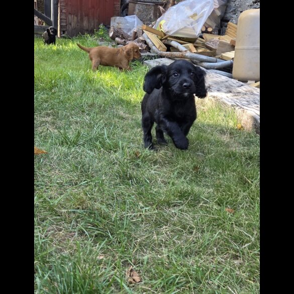 Cocker Spaniel (Working &amp; Show) - Both