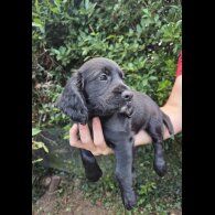 Cocker Spaniel (Working &amp; Show) - Both