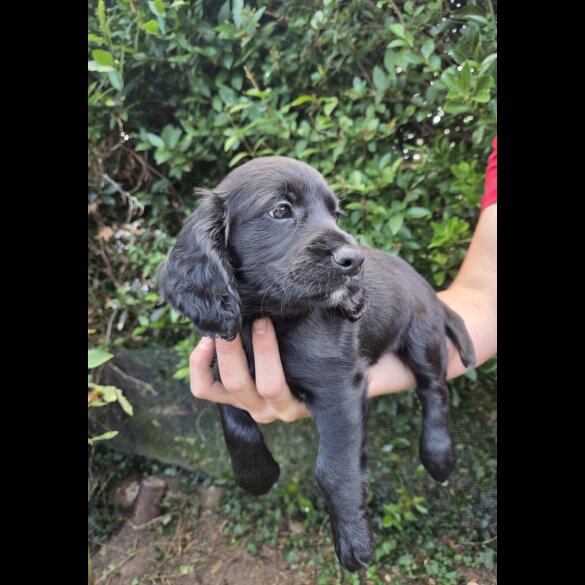 Cocker Spaniel (Working &amp; Show) - Both