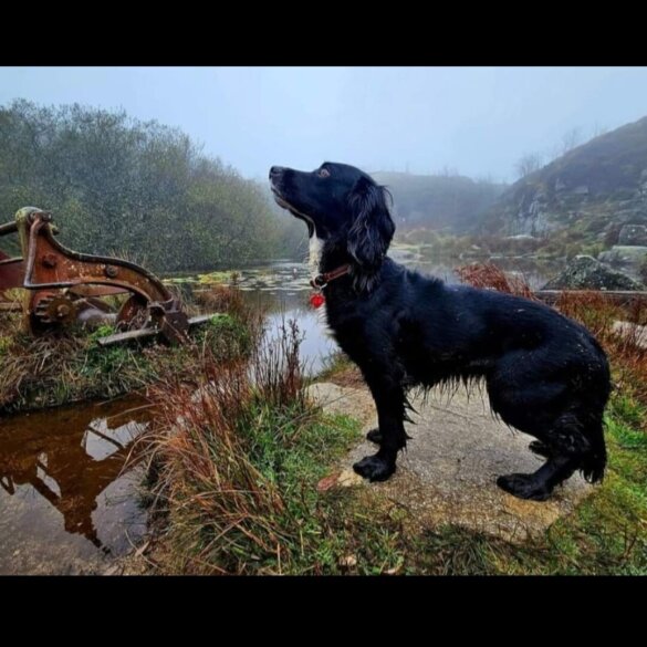 Cocker Spaniel (Working &amp; Show) - Both