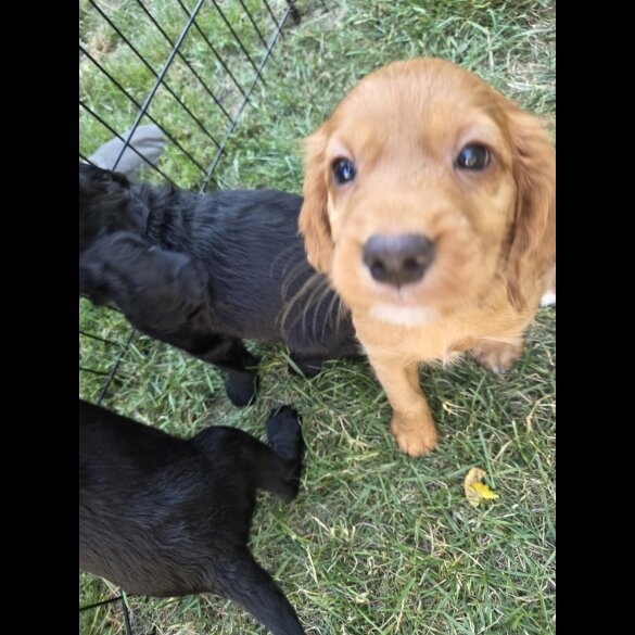 Cocker Spaniel (Working &amp; Show) - Both