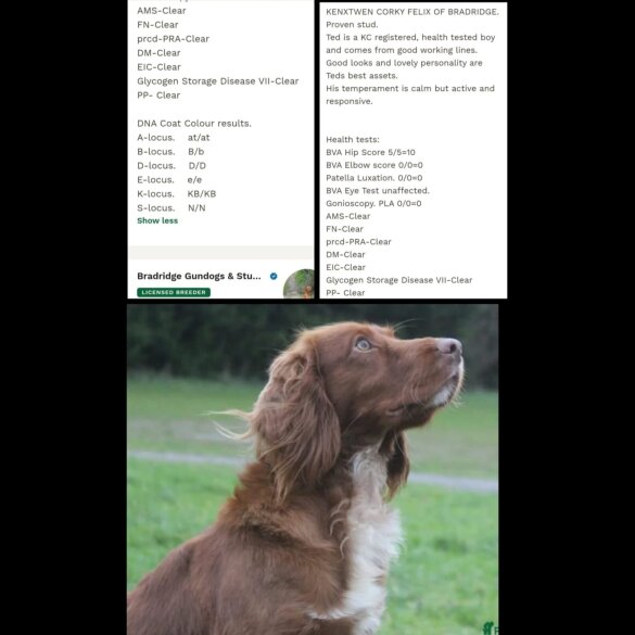Cocker Spaniel (Working &amp; Show) - Both