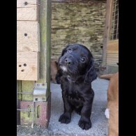 Cocker Spaniel (Working &amp; Show) - Both