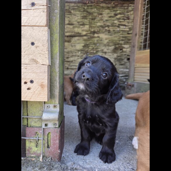 Cocker Spaniel (Working &amp; Show) - Both