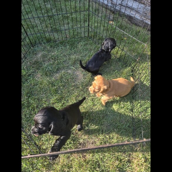 Cocker Spaniel (Working &amp; Show) - Both