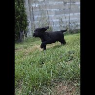 Cocker Spaniel (Working &amp; Show) - Both