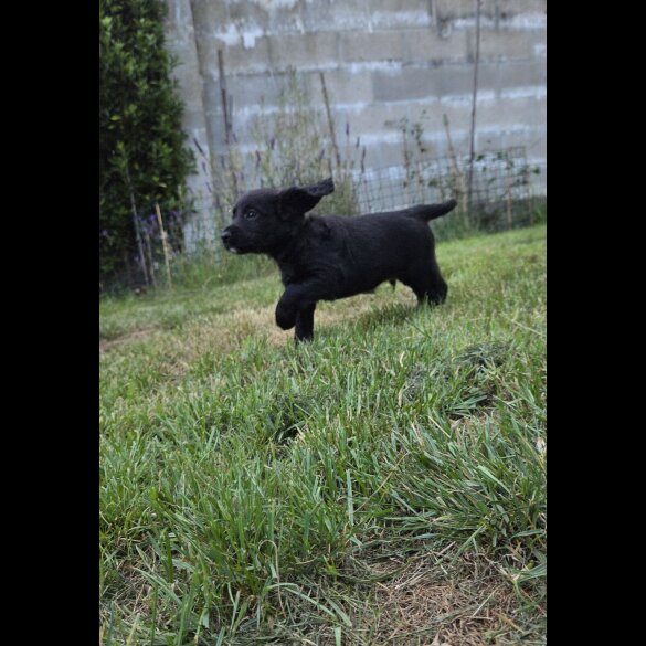 Cocker Spaniel (Working &amp; Show) - Both