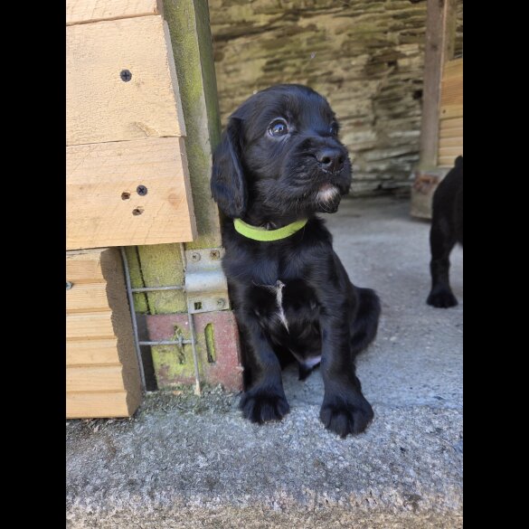 Cocker Spaniel (Working &amp; Show) - Both
