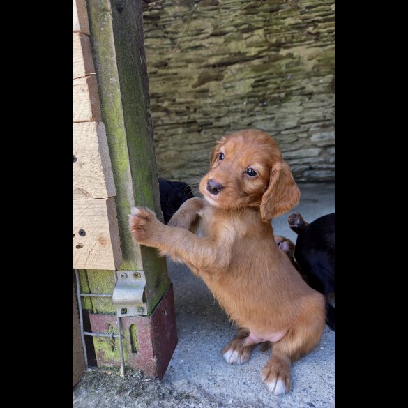 Cocker Spaniel (Working &amp; Show) - Both