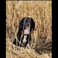 Cocker Spaniel (Working &amp; Show) - Both