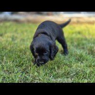 Cocker Spaniel (Working &amp; Show) - Both