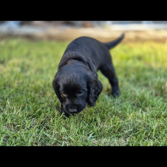 Cocker Spaniel (Working &amp; Show) - Both