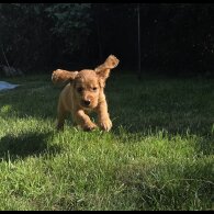 Cocker Spaniel (Working &amp; Show) - Both
