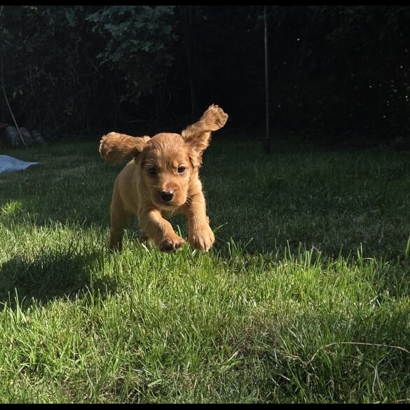 Cocker Spaniel (Working &amp; Show) - Both