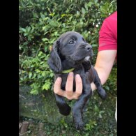 Cocker Spaniel (Working &amp; Show) - Both