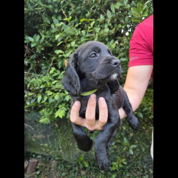 Cocker Spaniel (Working &amp; Show) - Both