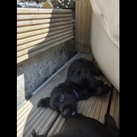 Cocker Spaniel (Working &amp; Show) - Both