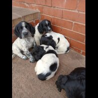 Cocker Spaniel (Working &amp; Show) - Both